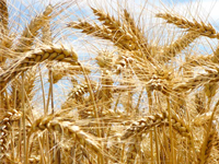 Einige mehr Menschen klagen über Verdauungsbeschwerden und Bauchschmerzen durch heimische Getreidesorten wie Weizen, Roggen und Gerste.